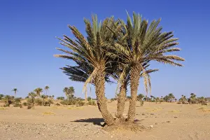 North African Botany Prints: Palm tree Morocco