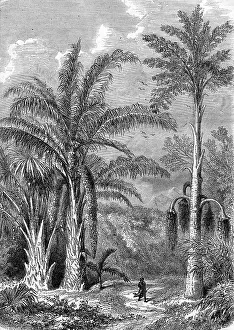 Palm Tree Illustration Prints: Palm Tree, Raphia of Madagascar