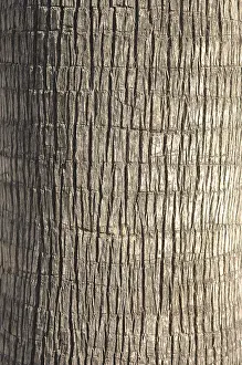 Deserted Palm Trees Prints: Palm tree, section from the trunk