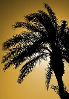 Palm Tree Silhouette Prints: Palm tree silhouetted against the light