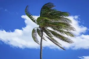 Deserted Palm Tree Landscape Prints: Palm tree in a strong wind against the sky