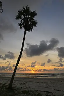 Loango National Park Gabon Prints: Palm tree at sunset, Petit Loango