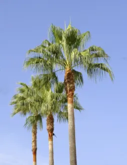 Deserted Palm Tree Landscape Prints: Three palm trees