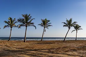 Palm Tree Silhouette Prints: Palm trees in backlight on Mughsail beach