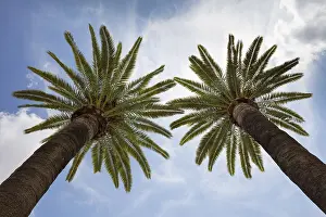 Low Angle Palm Tree View Prints: Palm trees in front of cloud sky