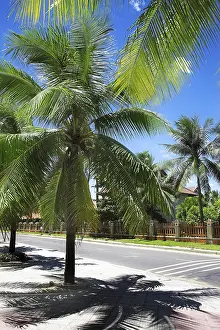Beachfront Landscape Photo Prints: Palm trees on the sandy beach