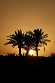 Evening Sun In Africa Prints: Palms of El Gouna in the sunset