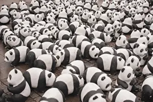 Prints of Panda bear Hamburg Prints: Panda Bear Print from imageBROKER