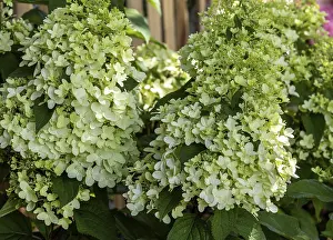 Ornamental Plant Germany Prints: Panicle hydrangea (Hydrangea paniculata)