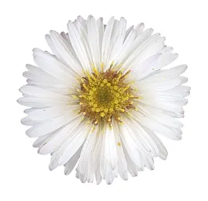 Courtship Display Prints: Panicled aster (Symphyotrichum lanceolatum)
