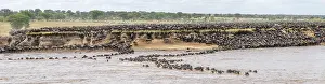 Wildebeest Swimming In Mara River Prints: Panorama, The Great Migration
