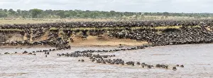 Animal Migration In Africa Prints: Panorama, The Great Migration