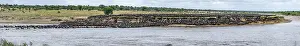 Wildebeest Mara River Crossing Prints: Panorama, The Great Migration