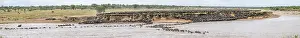 Wildebeest Prints: The Great Migration Print: Wildebeest Cross the Mara River, Serengeti