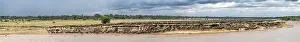Wildebeest Prints: The Great Migration Print, Wildebeest in Mara River, Serengeti