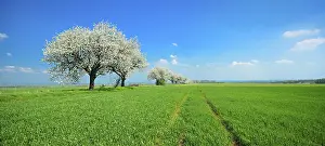 Deciduous Tree Blossoms Europe Prints: Panorama, green fields in spring