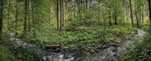Waterfall In Southern Germany Prints: Panorama, A quiet river flows through a dense