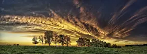Overcast Sky Panoramic Image Prints: Panorama, row of trees in the approach of a cloud front