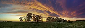 Panorama Of Trees In Flight Prints: Panorama, row of trees in the approach of a cloud front