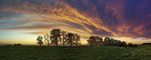 Panorama Of Trees In Flight Prints: Panorama, row of trees in the approach of a cloud front