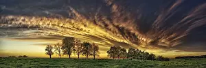 Panorama Of Trees In Flight Prints: Panorama, row of trees in the approach of a cloud front
