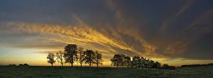 Panorama Of Trees In Flight Prints: Panorama, row of trees in the approach of a cloud front