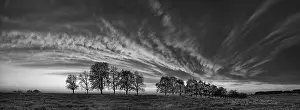 Cloudy Panoramic View Prints: Panorama, row of trees in the approach of a cloud front