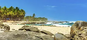 Tropical Palm Tree Scenery Prints: Panoramic image of coconut trees