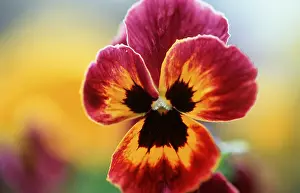 Botany Inflorescence Photos Prints: Pansy