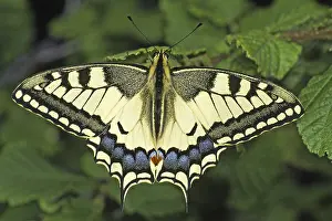 Swallowtail Butterfly Images Prints: Papilio machaon, swallowtail