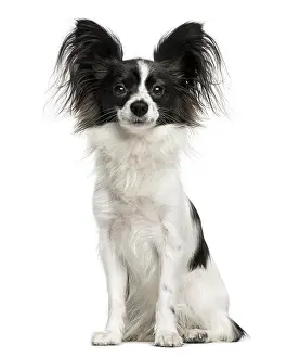 Studio Shot Of A Pet Prints: Papillon sitting in front of a white background