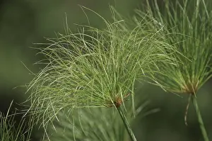 Hydrophytic Plant Species Prints: Papyrus (Cyperus papyrus)