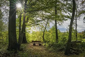Ruhr District Landscape Prints: An empty park bench in the forest