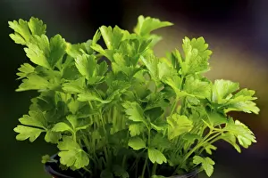Umbellifer Plants Prints: Parsley