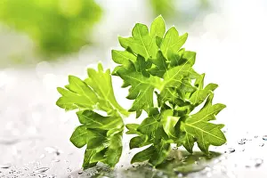 Indoor Plant Photography Prints: Parsley