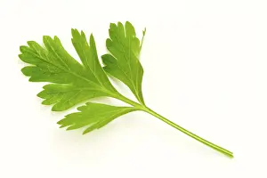 Vegetable Details Prints: Parsley
