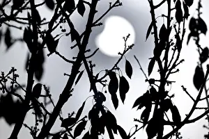 Solar Eclipse Germany Prints: Partial solar eclipse on 25. 10