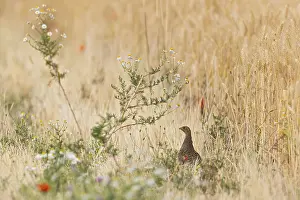 Red Poppy Field Prints: Partridge (Perdix perdix)