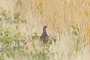 European Wildlife Conservation Prints: Partridge (Perdix perdix)