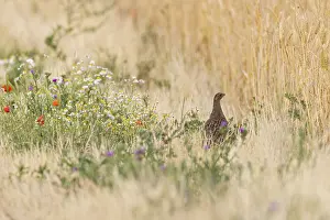 German Countryside Animals Prints: Partridge (Perdix perdix)