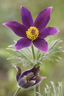 Wildflower Details Prints: Pasque flower