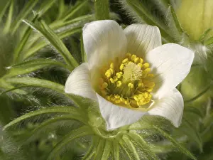 Heralds Of Spring Prints: Pasque flower