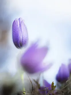 Pasque Flower Prints: Pasque flower in spring