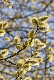 Allergic Reactions To Pollen Prints: Pasture tree blooming in spring