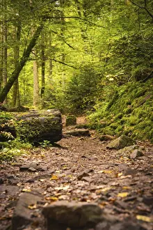 Central Europe Autumn Scene Prints: Path through the autumn forest