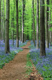 Springtime Nature Photography Prints: Path through beech forest with Bluebells in spring