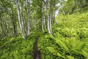 Birch Trees Norway Prints: Path between birch trees in the forest