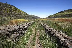 Flowering Mountain Range Prints: Path through blooming vegetation