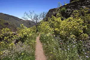 Canary Island Mountain Range Prints: Path through blooming vegetation