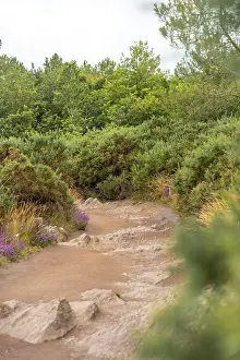 Uninhabited European Landscape Prints: Path in the Broceliande forest